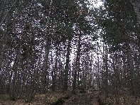 Nido_di_Aquila - 20110213 108.jpg